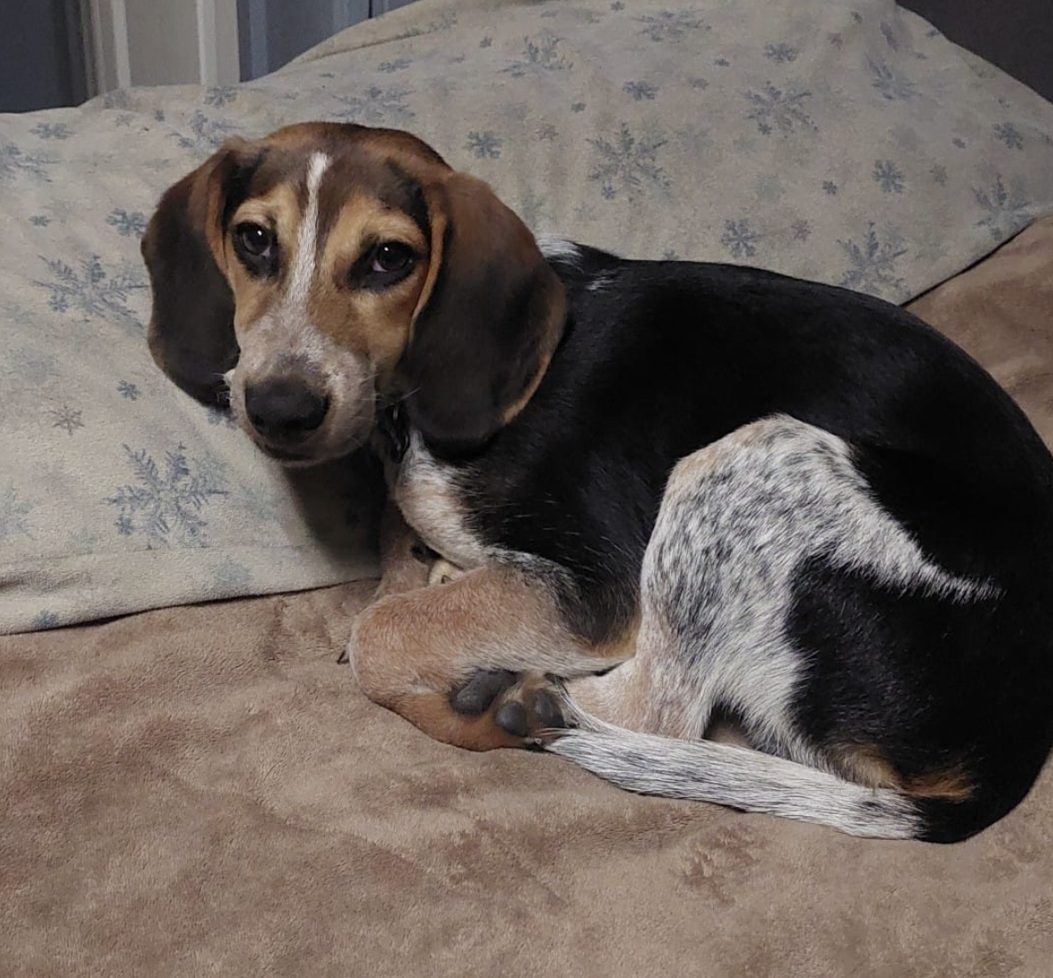 South Etobicoke News – Search sparked for pup that was found and happily reunited with owner